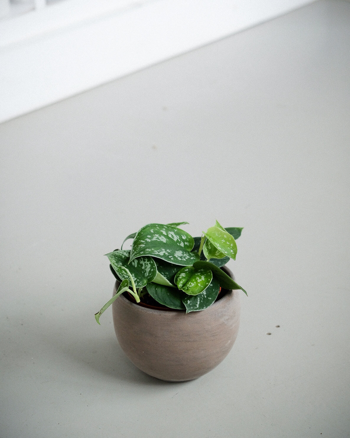 Scindapsus pictus « Argyraeus »