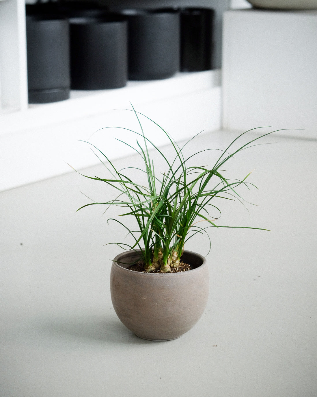 Beaucarnea recurvata