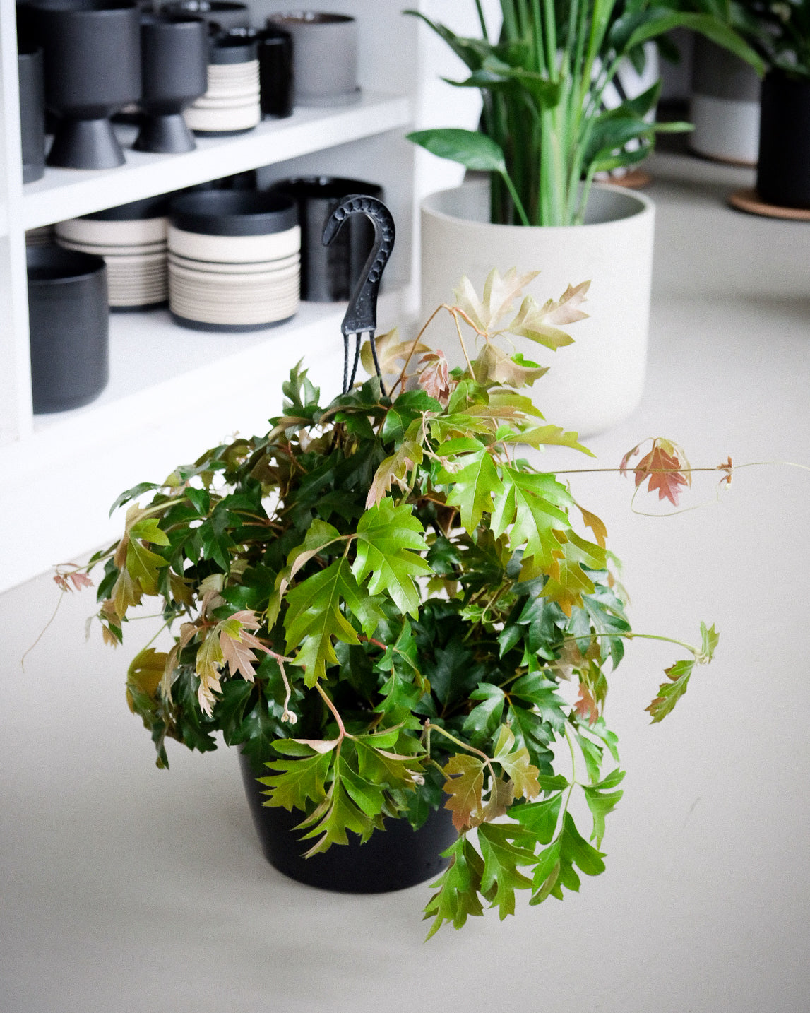 Cissus rhombifolia « Oak Leaf Ivy »