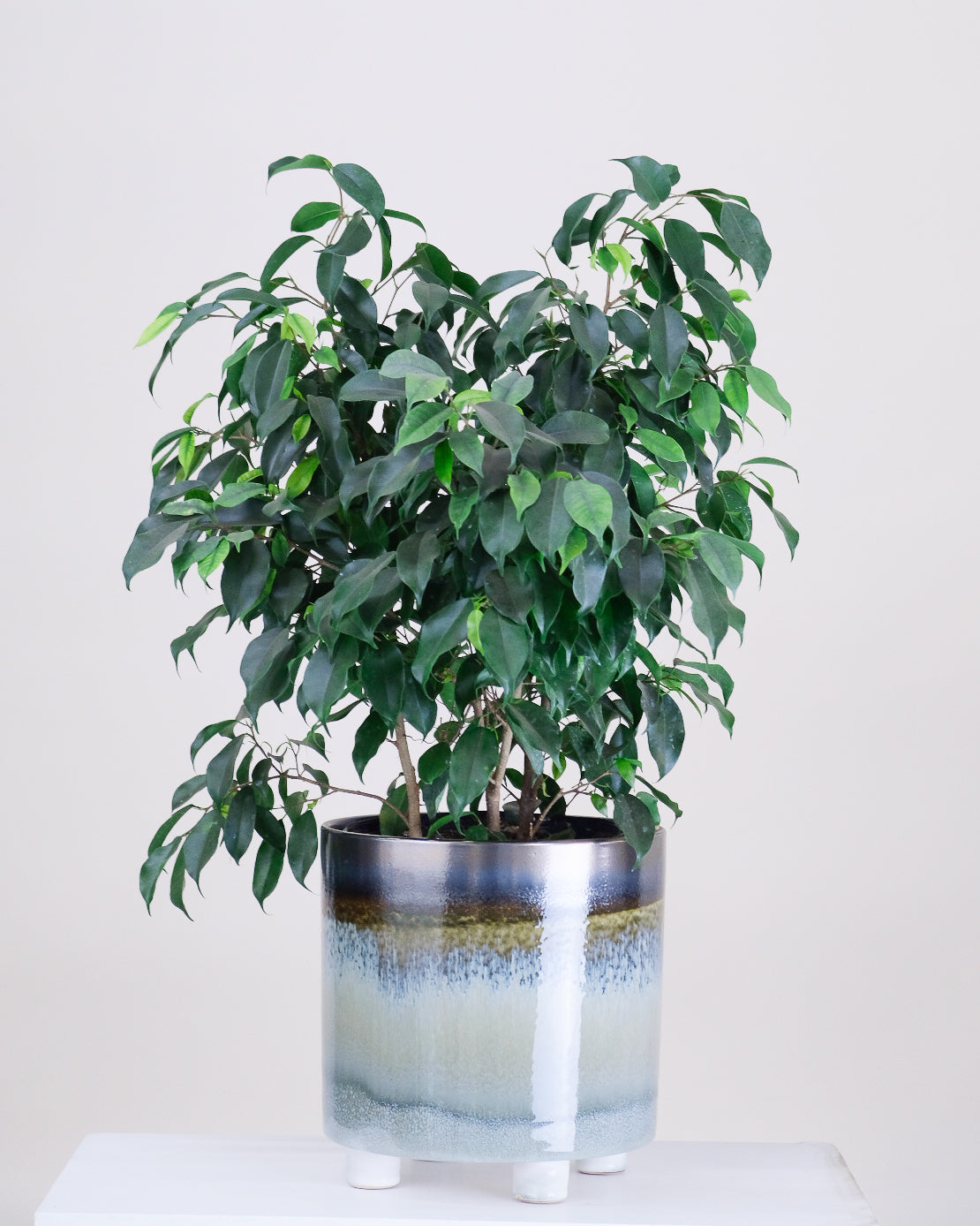 Ficus benjamina « Spire »