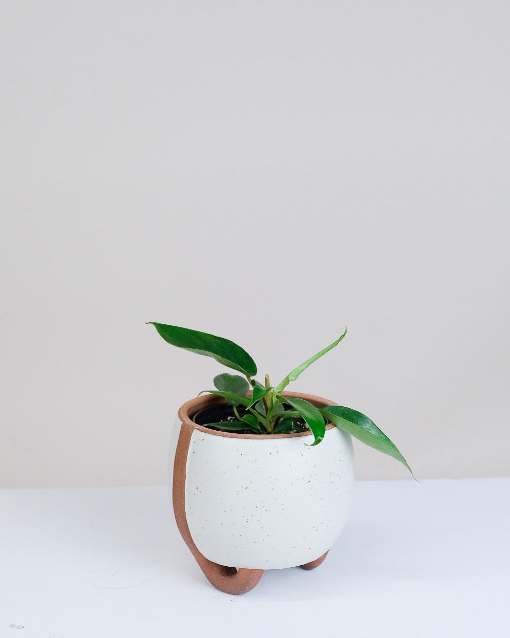 Philodendron squamiferum