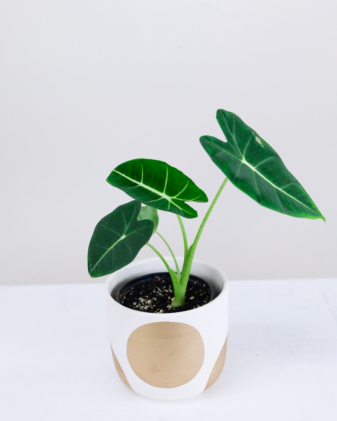 Alocasia « Frydek » 