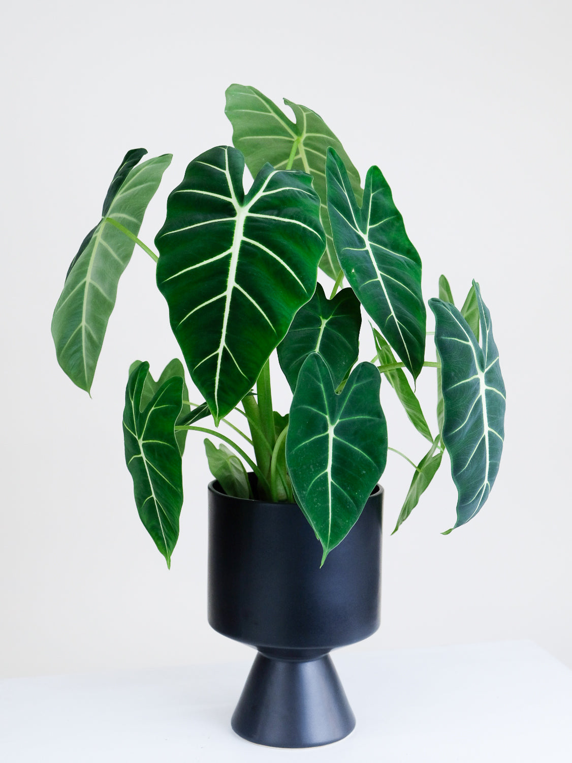 Alocasia « Frydek » 