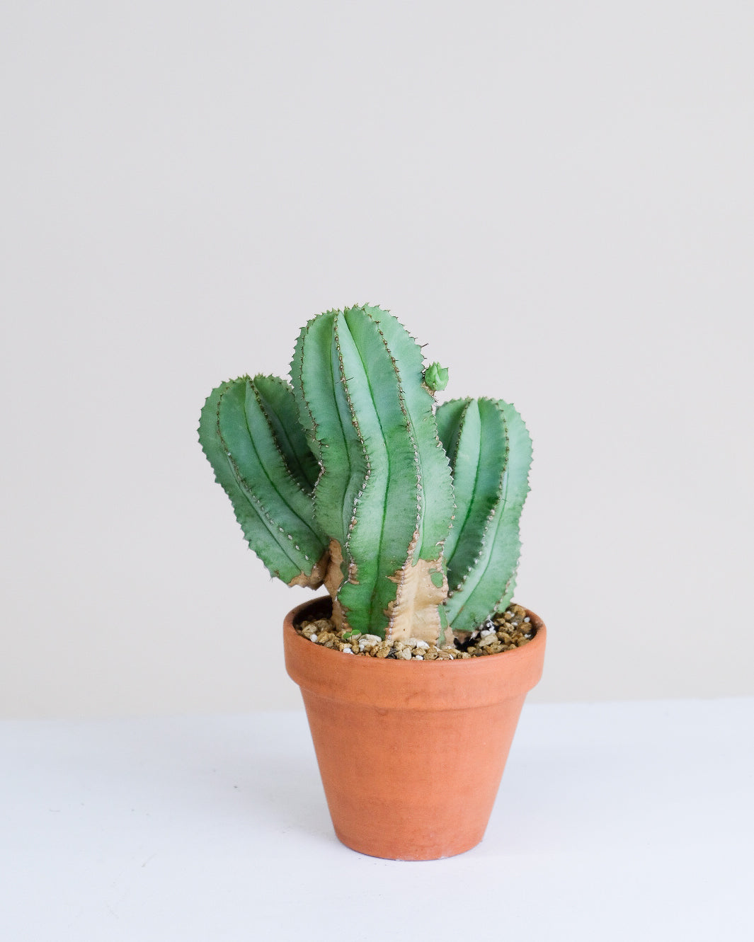 Euphorbia fructicosa hybride