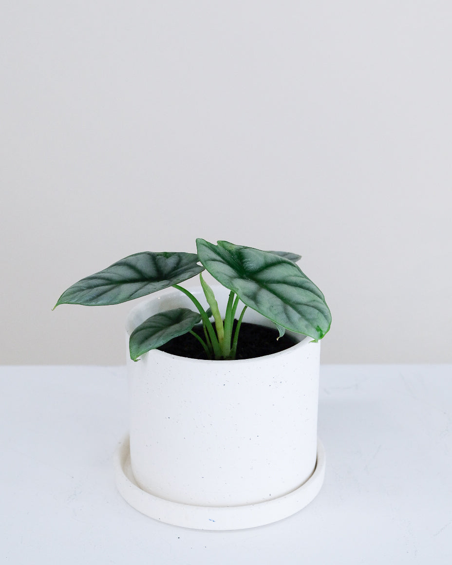 Alocasia « Silver Dragon »