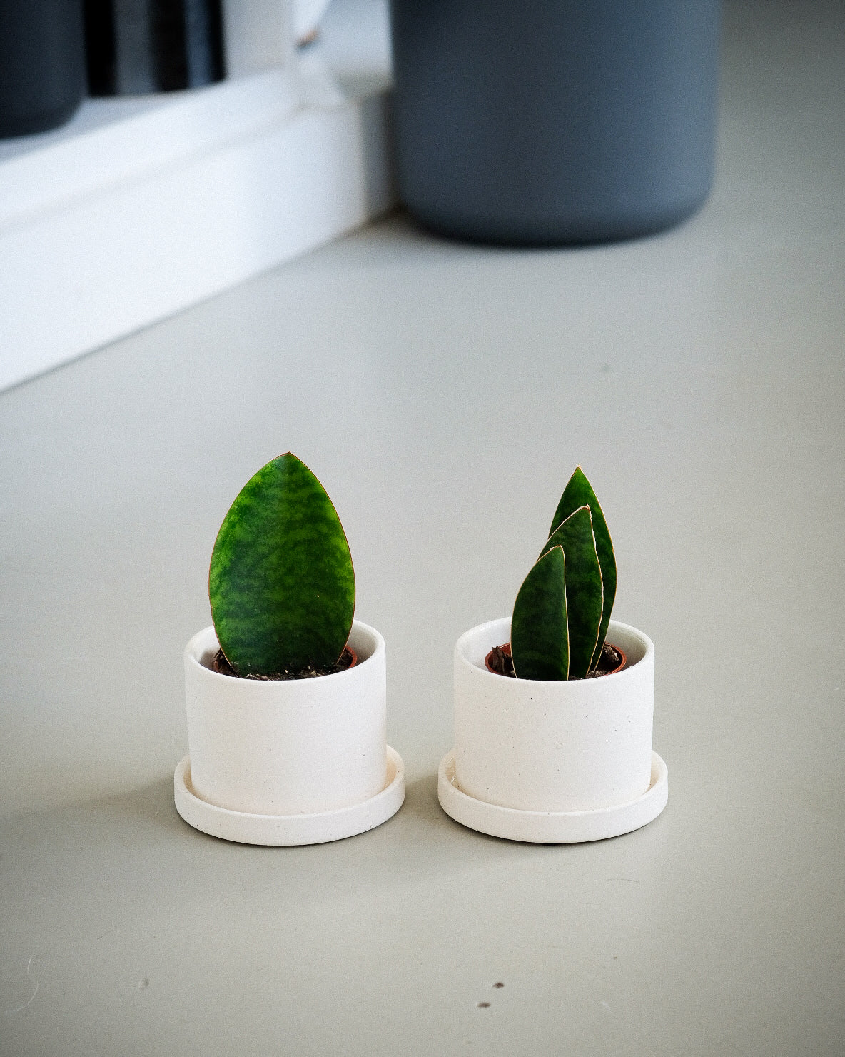 Sansevière masoniana « Whale Fin »