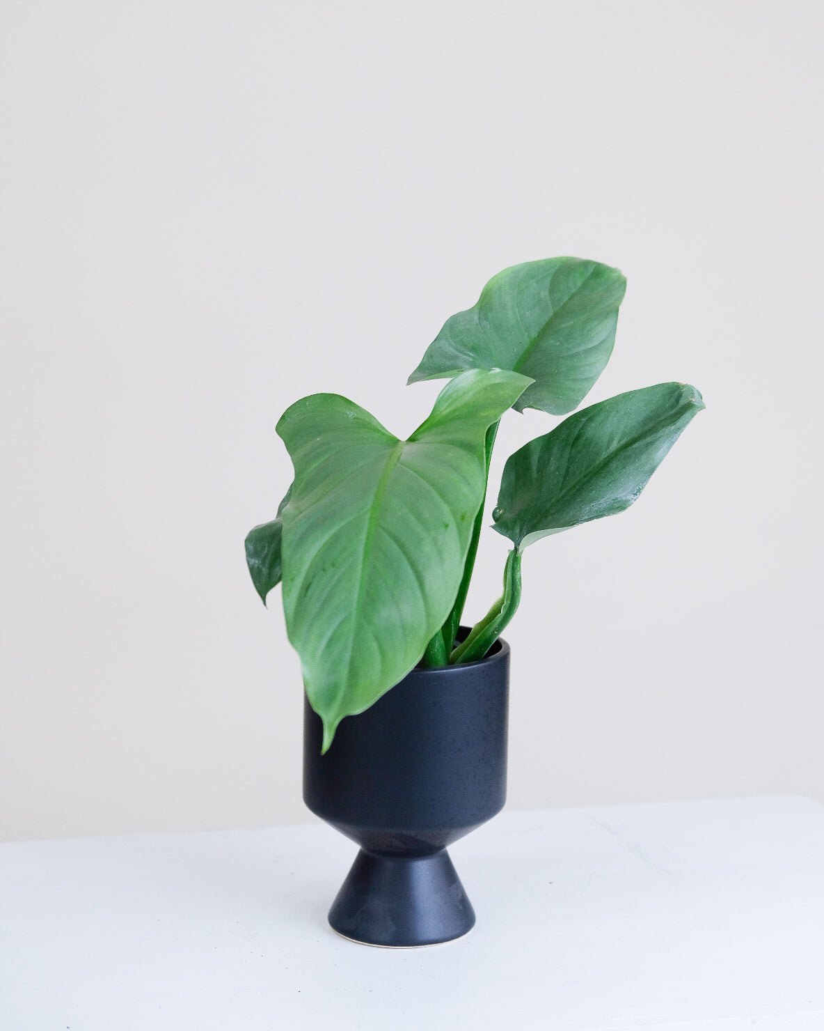 Philodendron hastatum « Silver Sword »