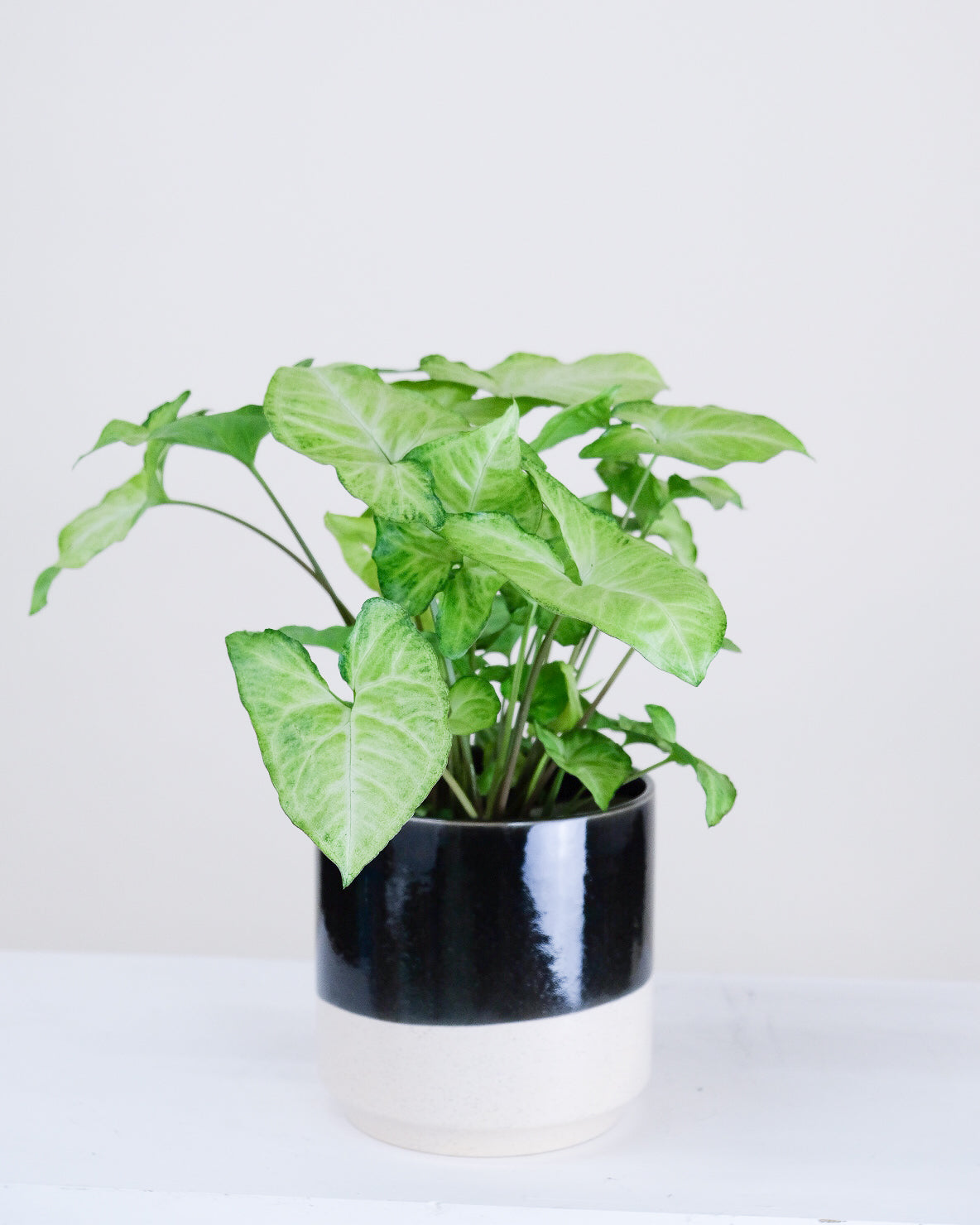 Syngonium podophyllum « White Butterfly »