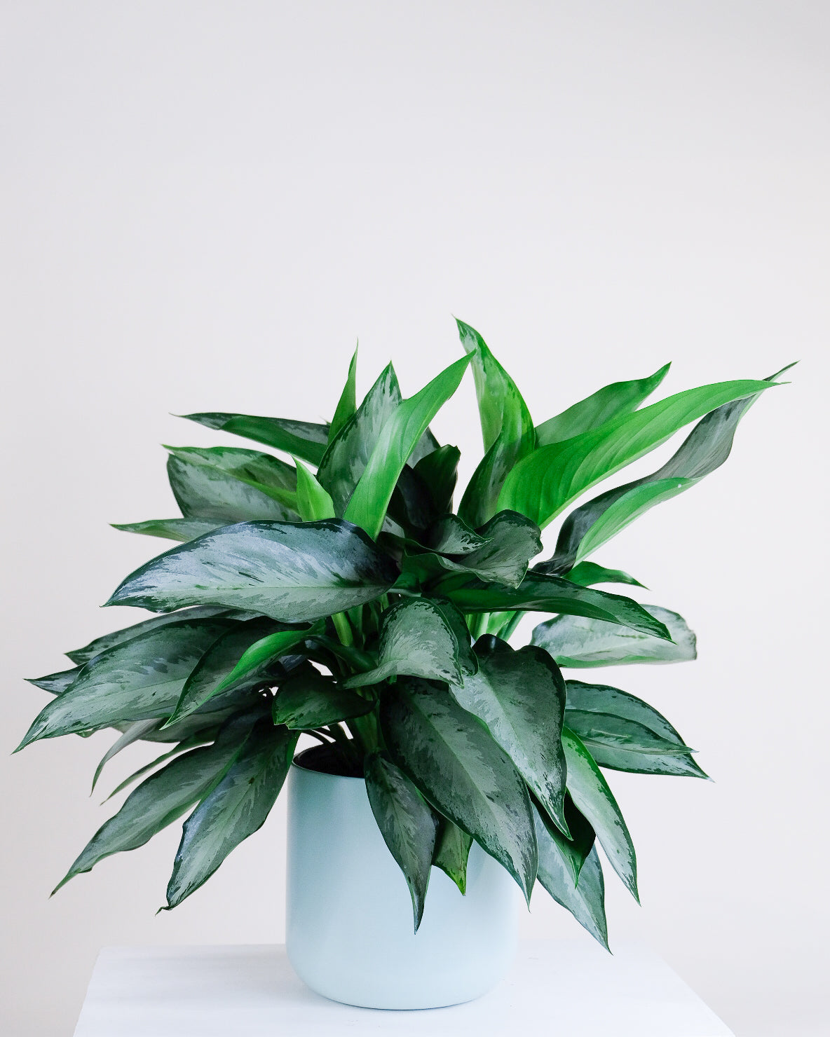 Aglaonema « Silverado »