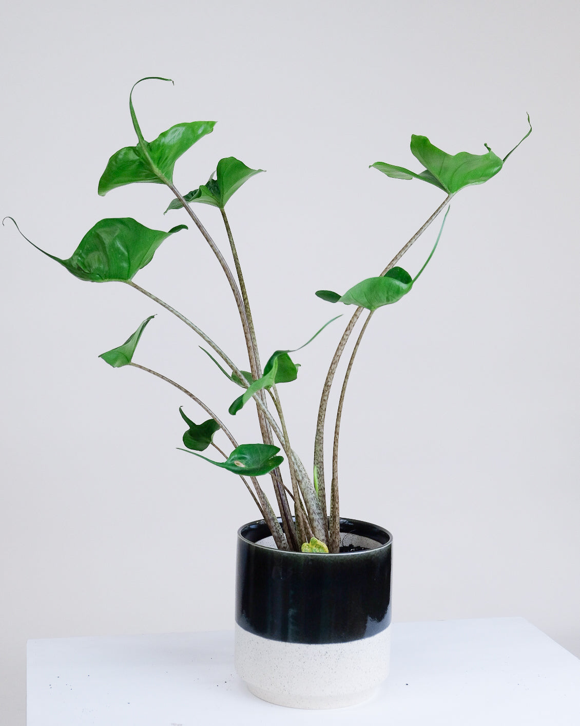 Alocasia macrorrhiza « Stingray »