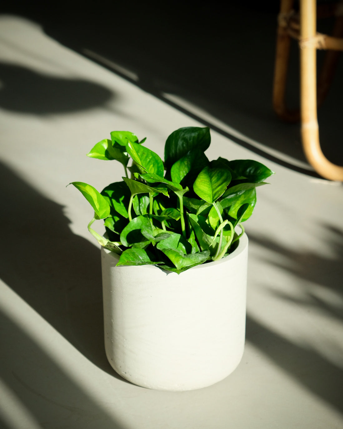 Epipremnum aureum « Global Green »