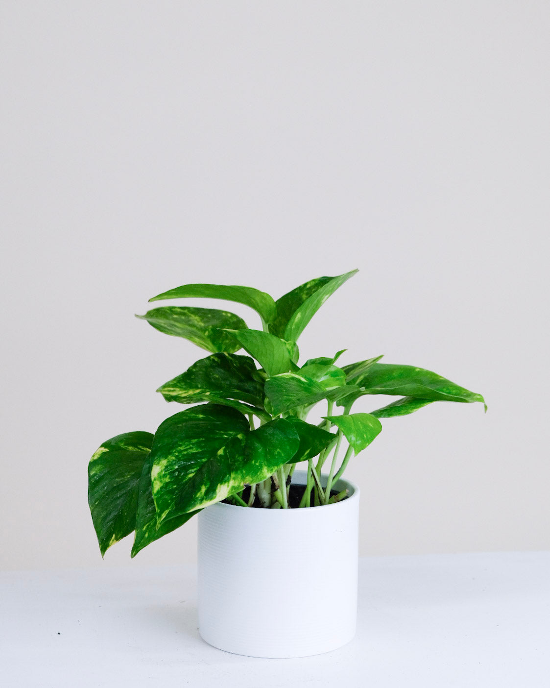 Pothos « Hawaiian »