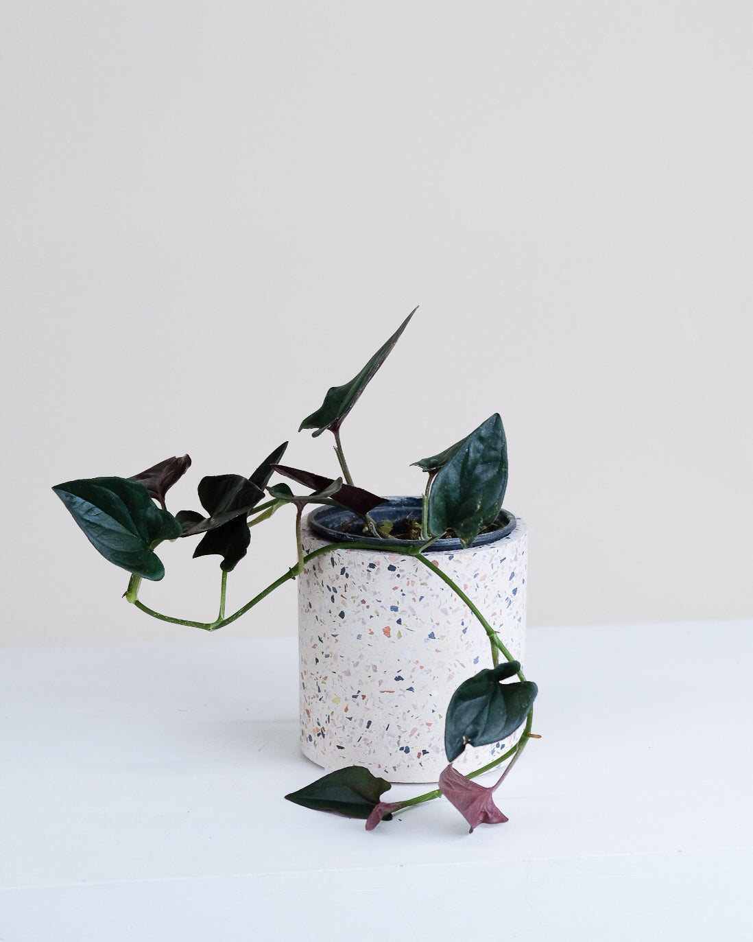 Syngonium « Red Arrow »