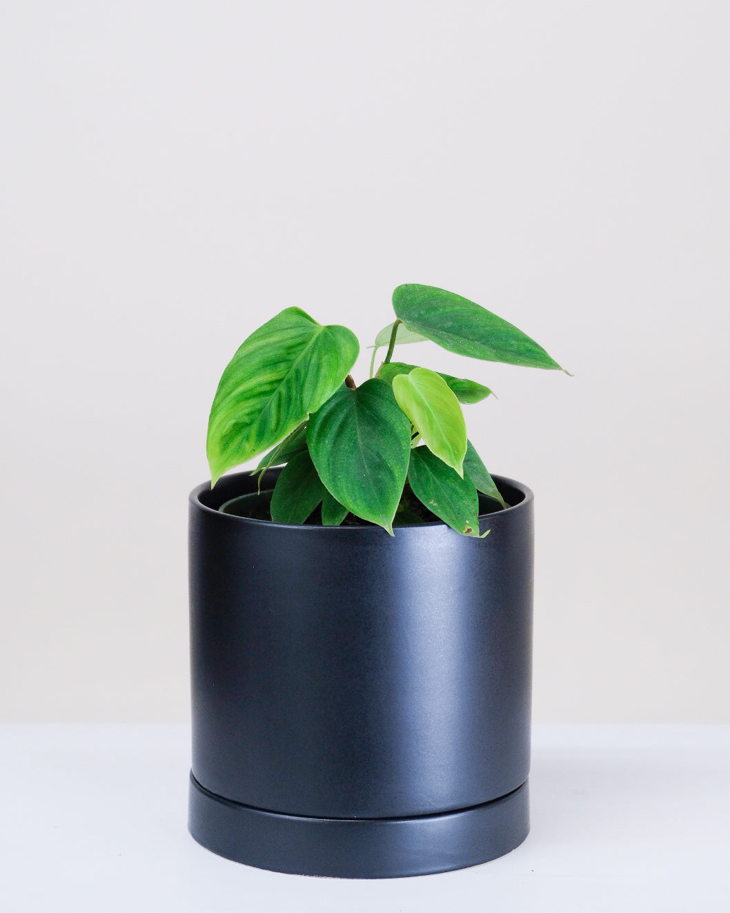 Philodendron nangaritense « Fuzzy Petiole »