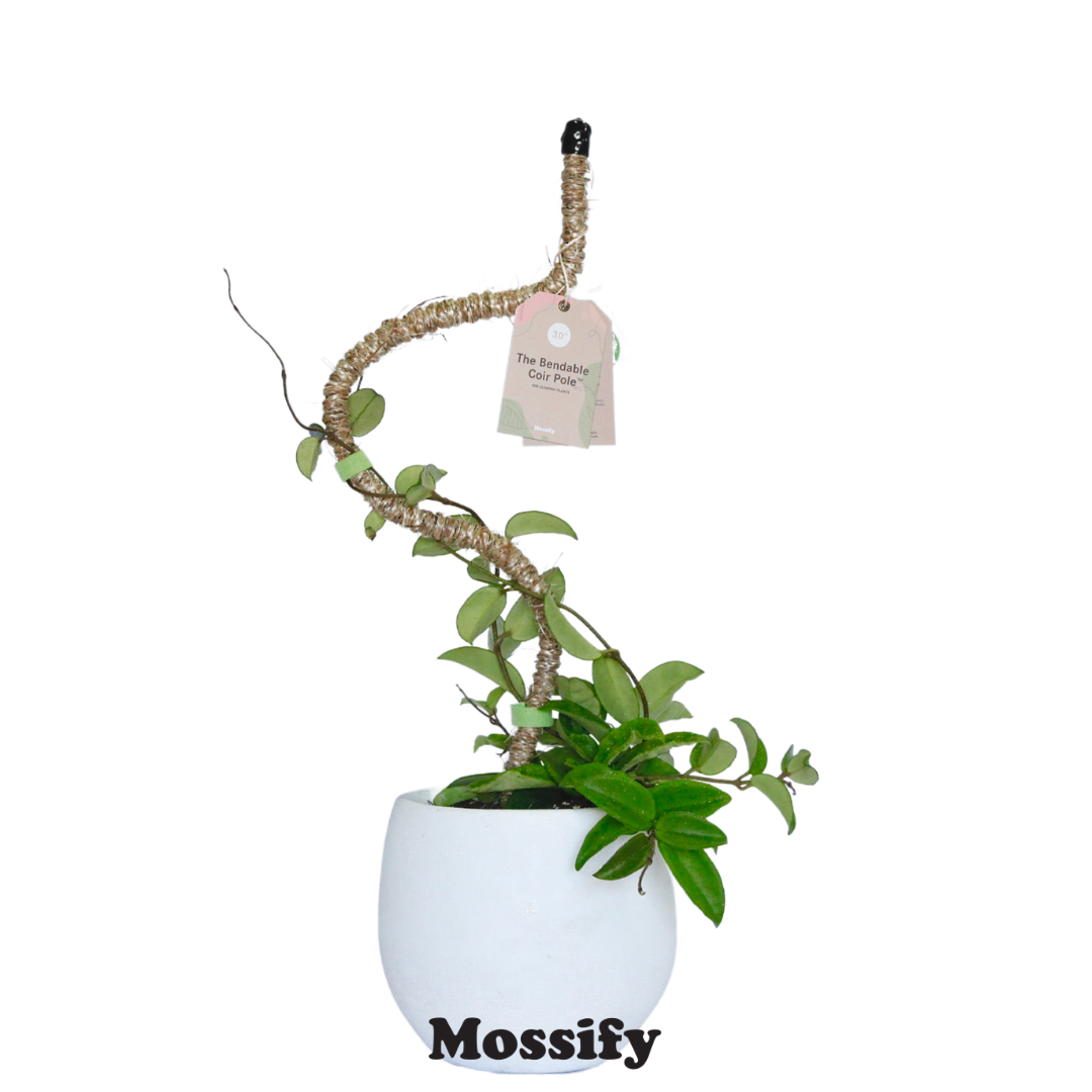 Tuteur en fibre Mossify