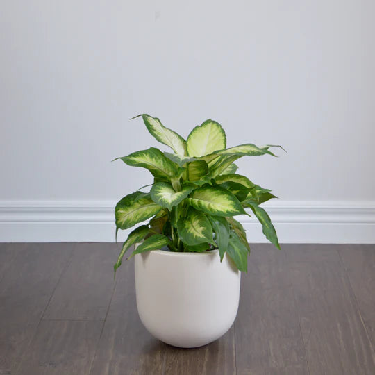 Pot Common house « Essential »