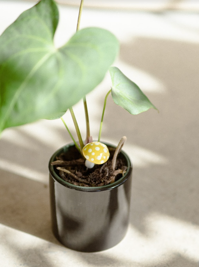 Champignons Décoratifs Plantshroom