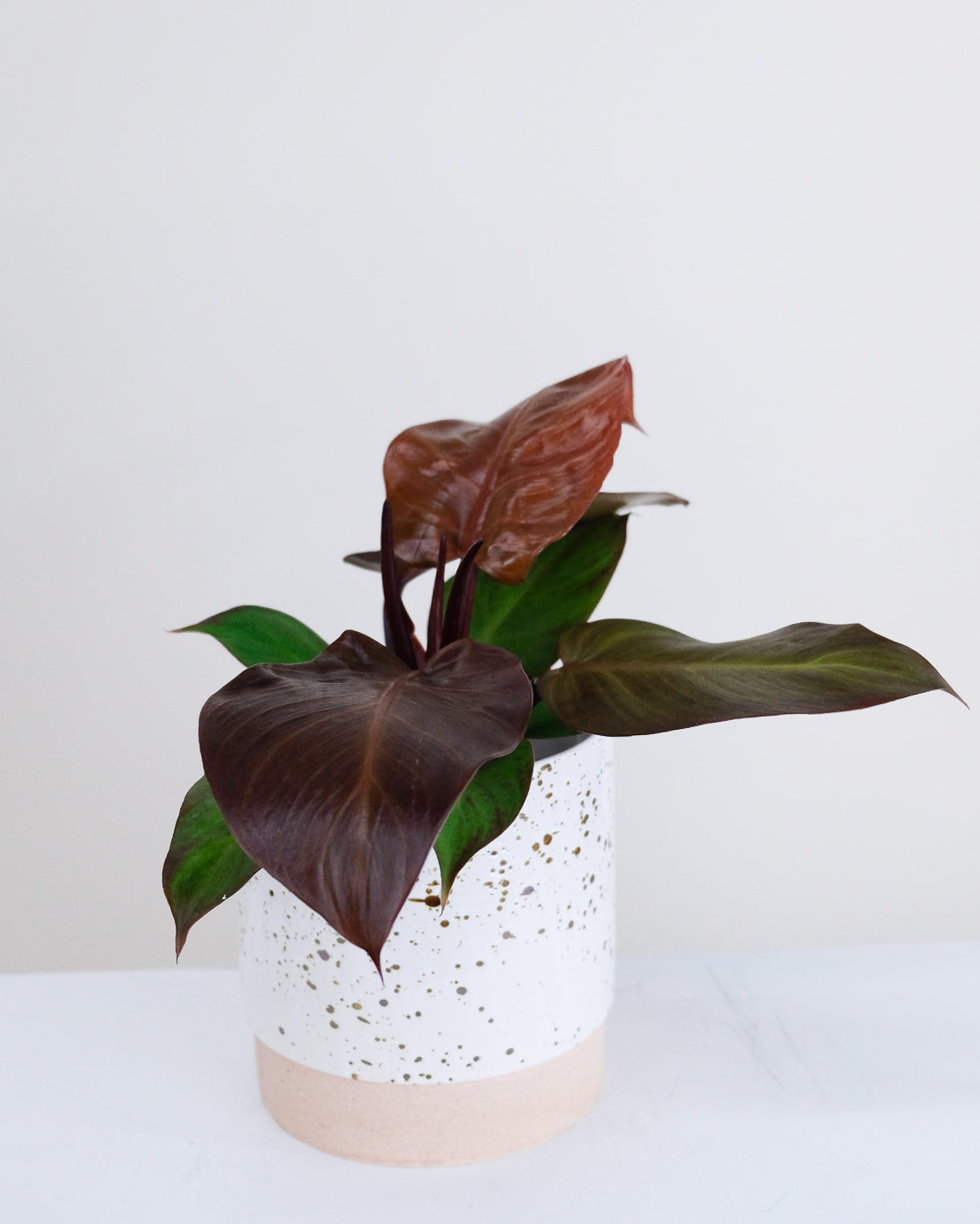 Philodendron McColey Final