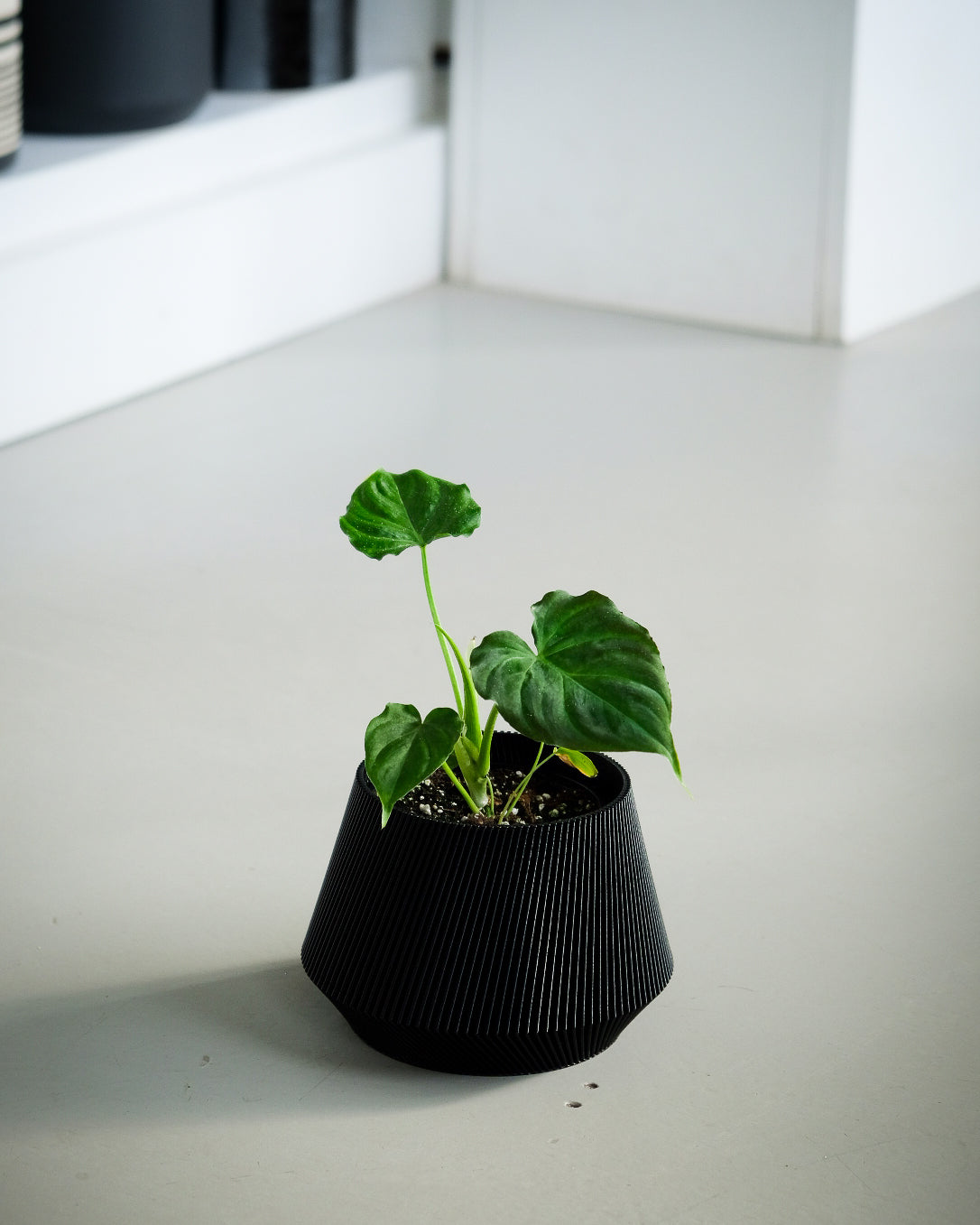 Philodendron verrucosum