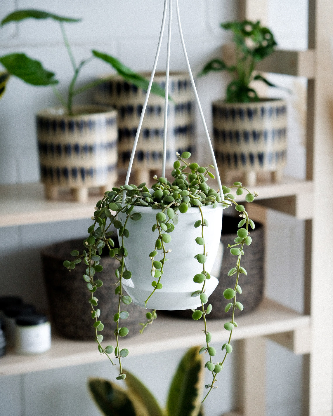 Dischidia nummularia