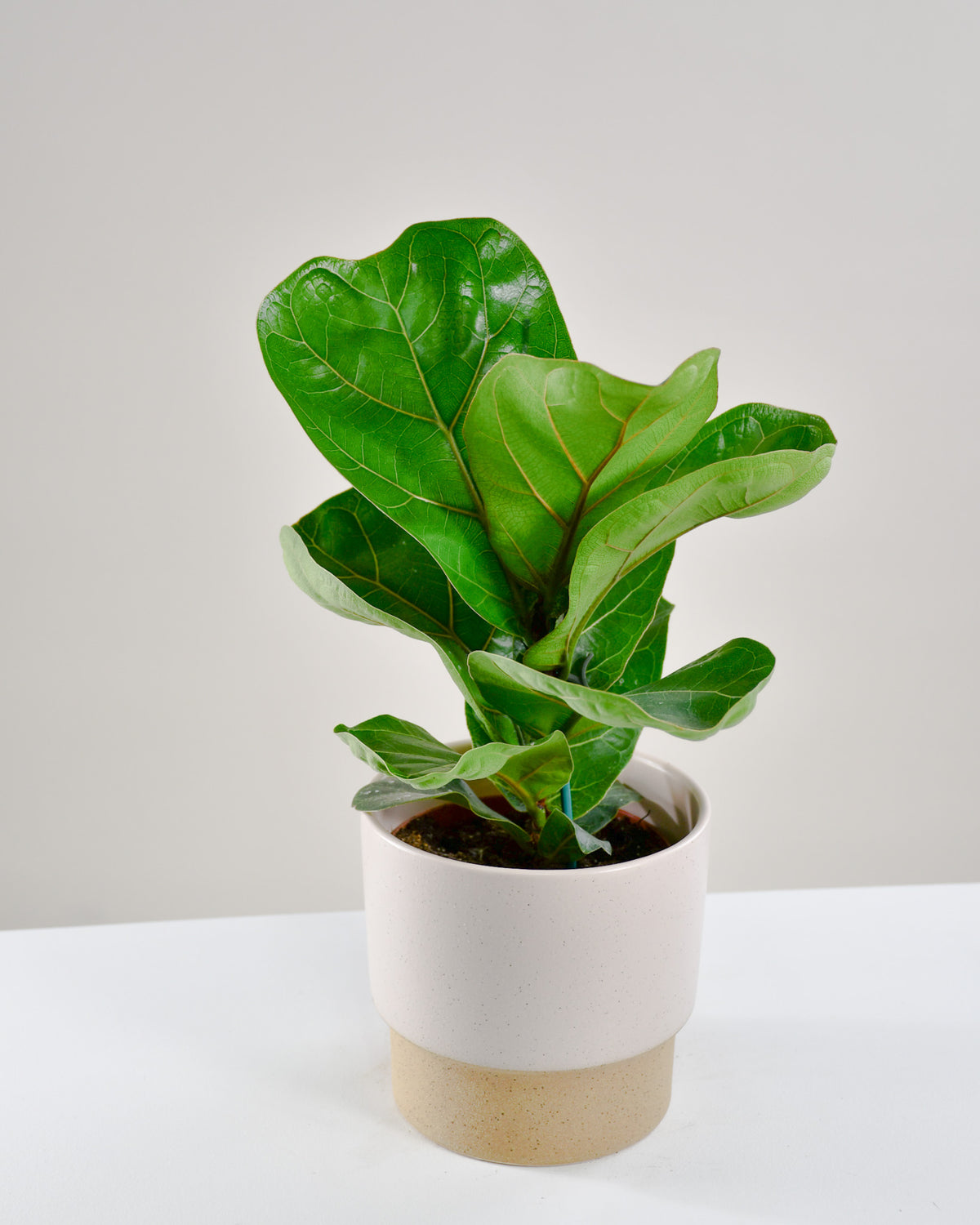 Ficus lyrata « Bambino » 