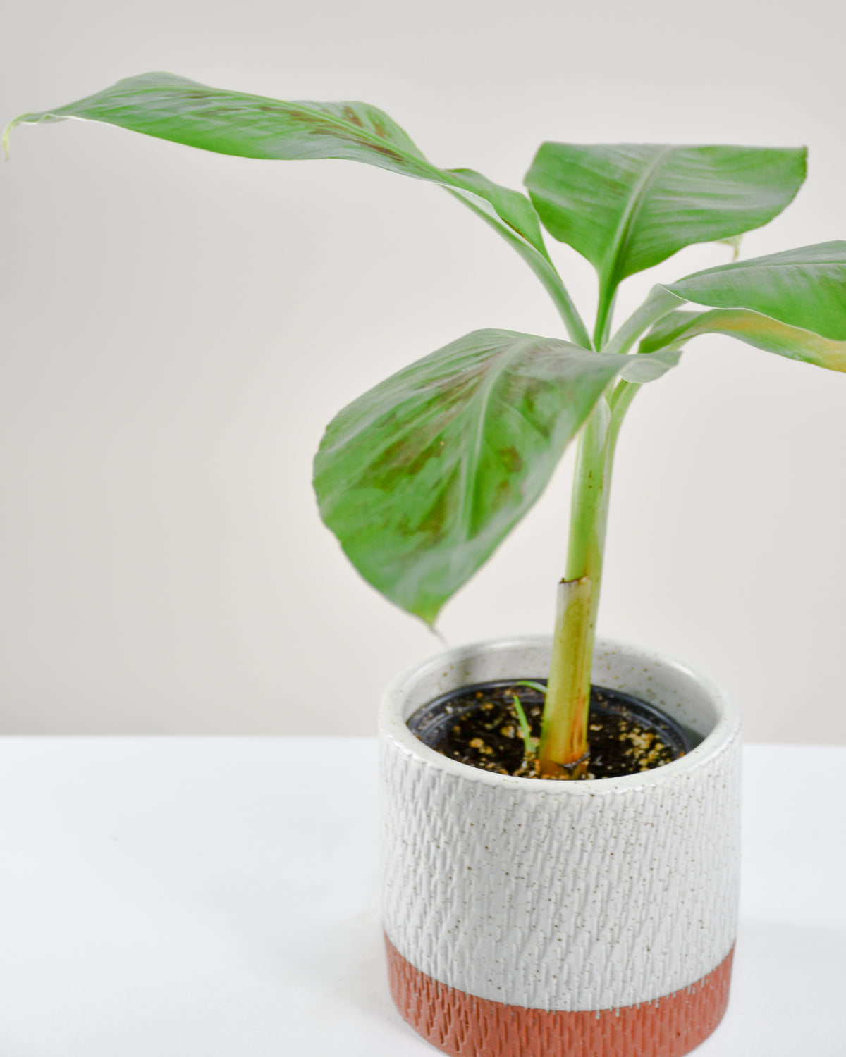 Bananier « Cavendish »