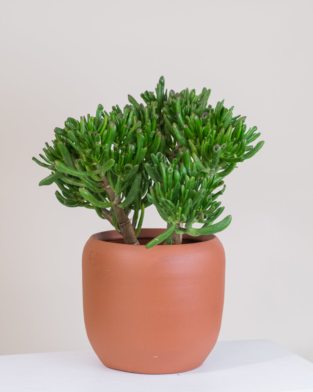 Crassula ovata « Hobbit »
