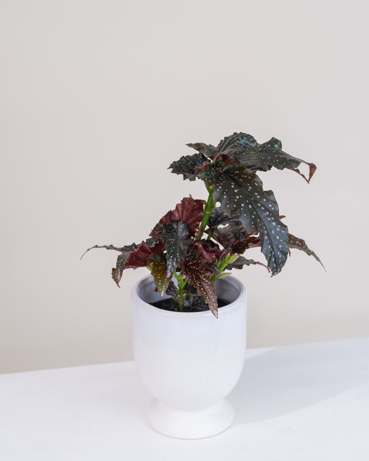 Begonia rex assorties