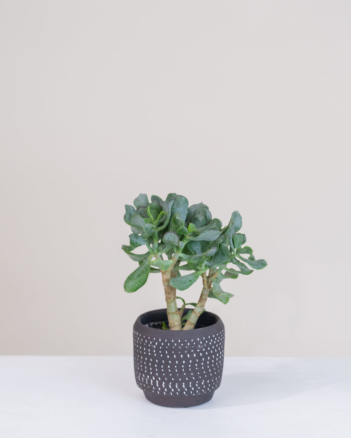 Crassula Arborescens « blue wave »