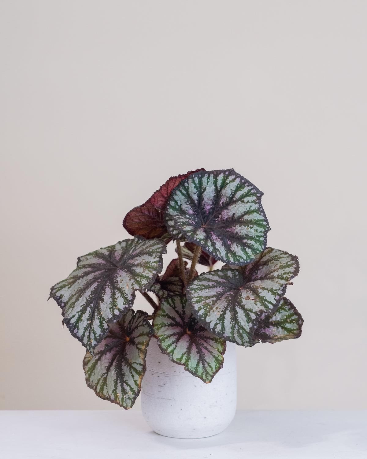 Begonia rex assorties