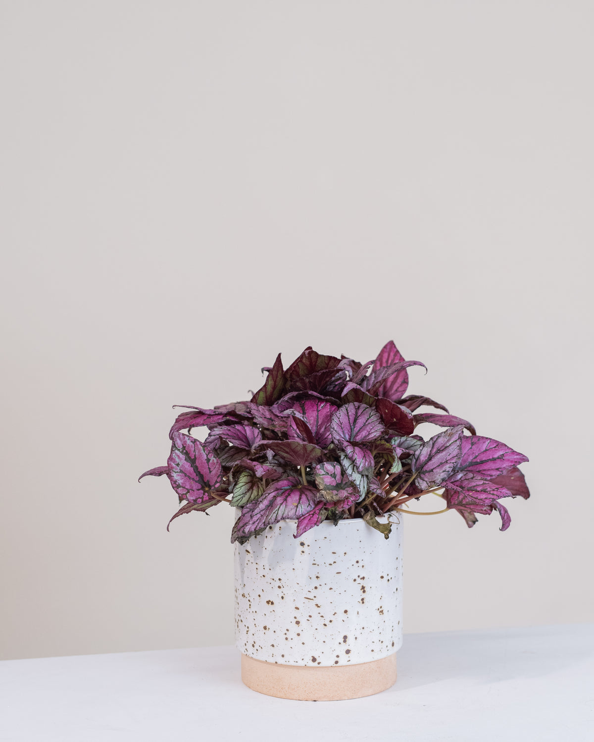 Begonia rex assorties