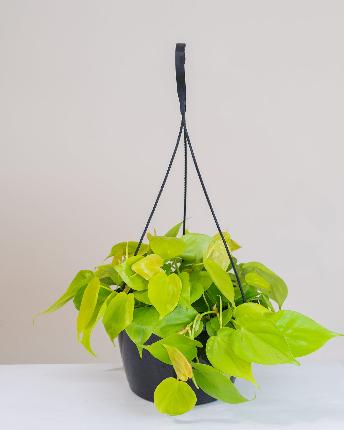 Philodendron cordatum « Lemon Lime »