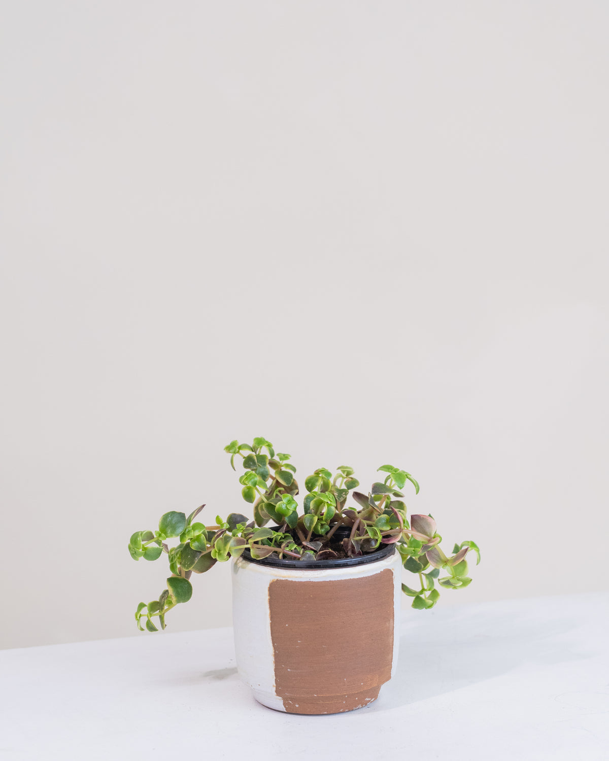 Crassula marginalis « Calico Kitten »