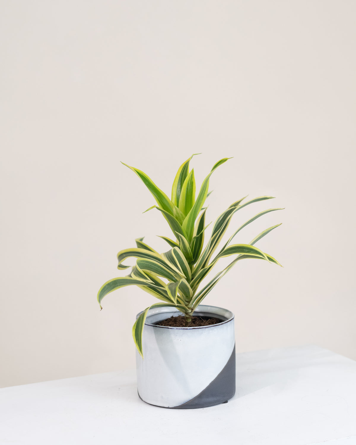 Dracaena reflexa « Song of India »