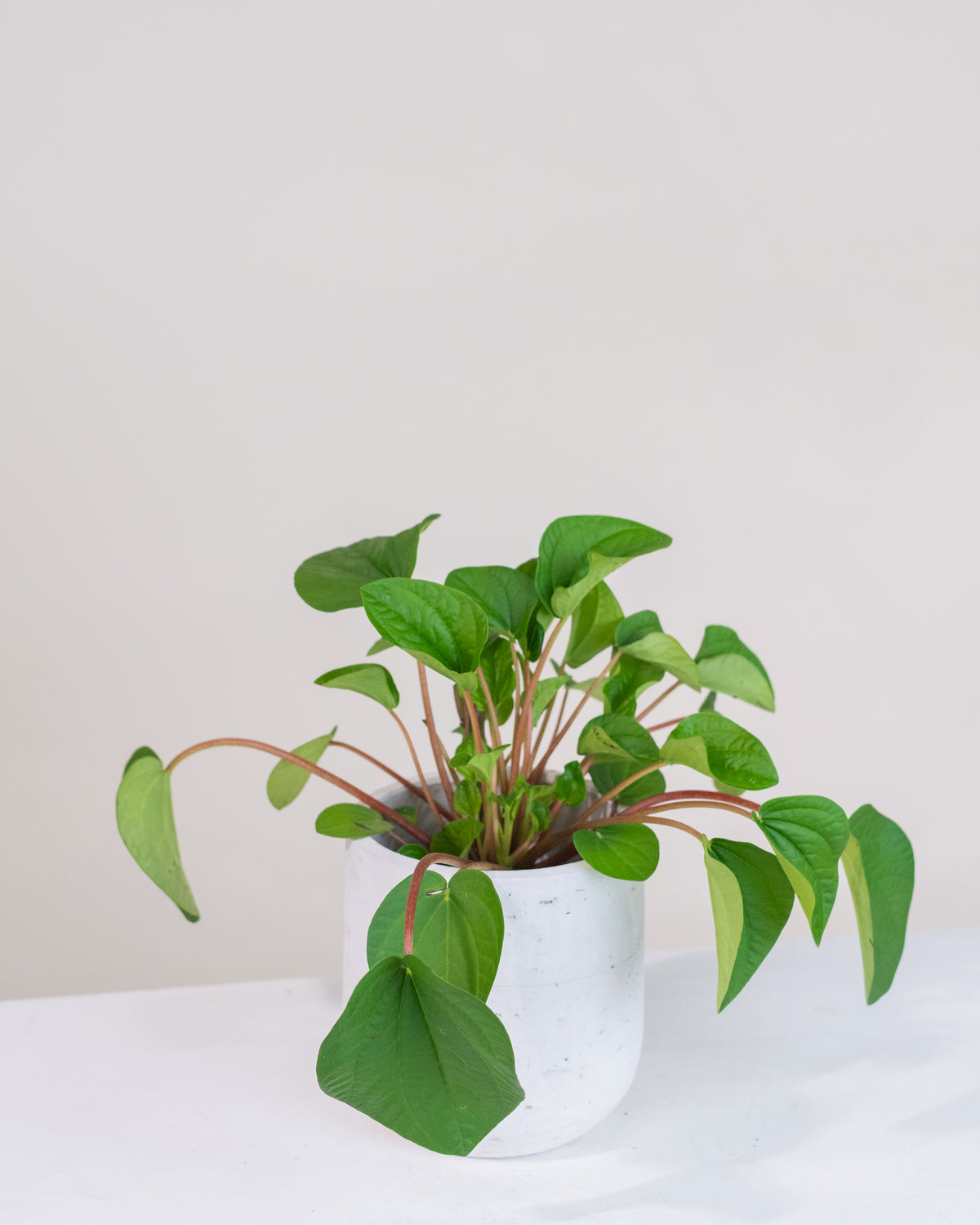 Peperomia « Rana Verde »