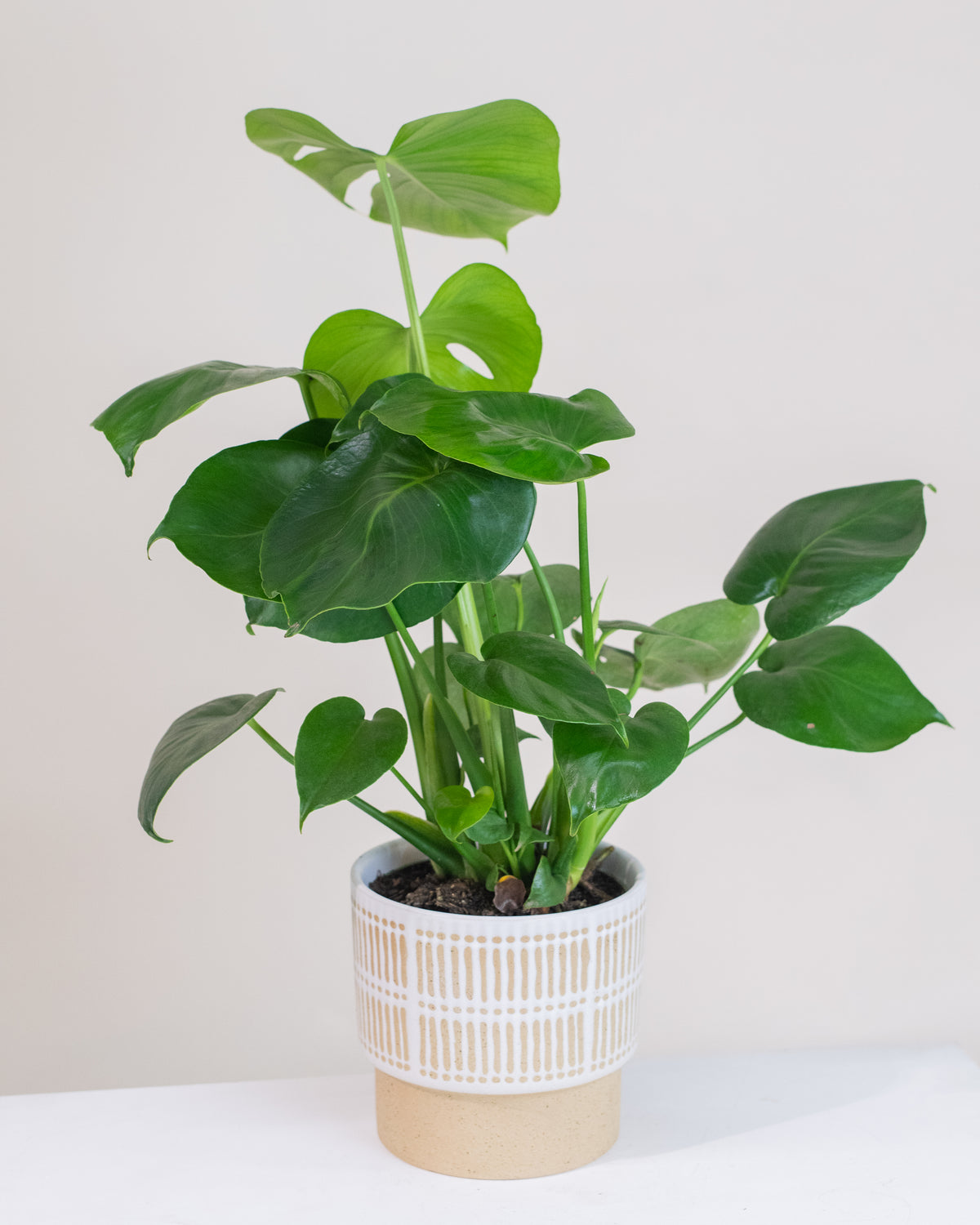 Monstera deliciosa