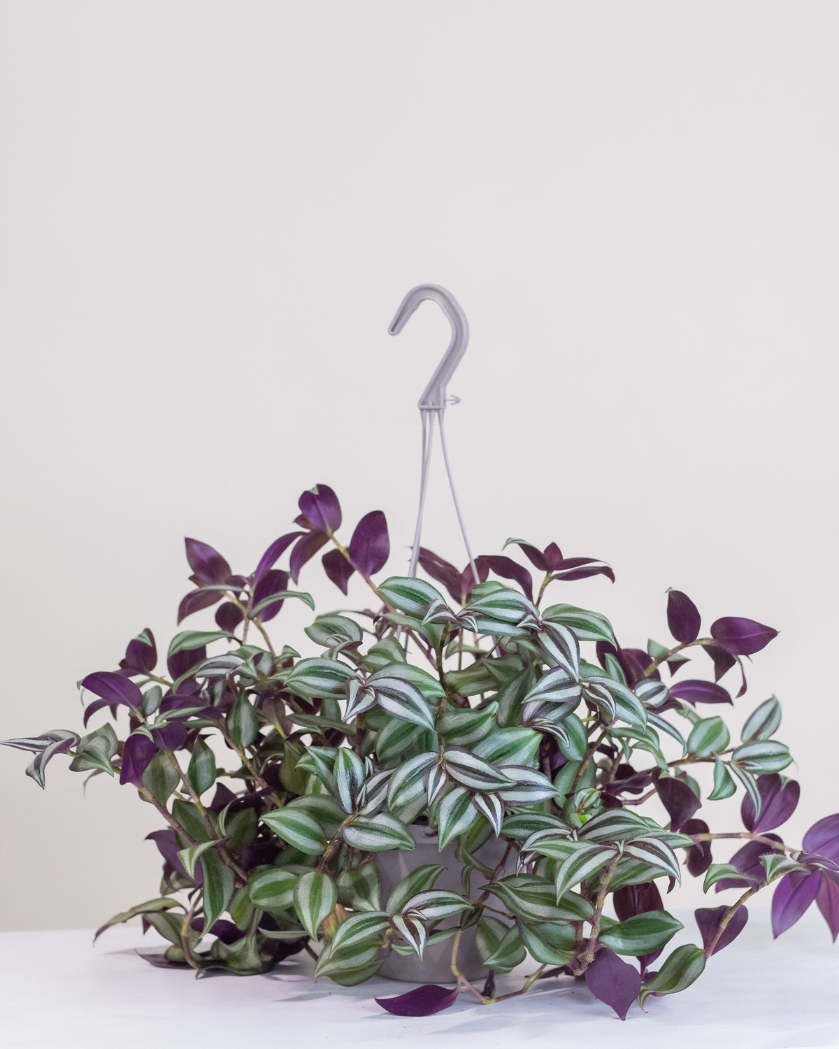 Tradescantia zebrina