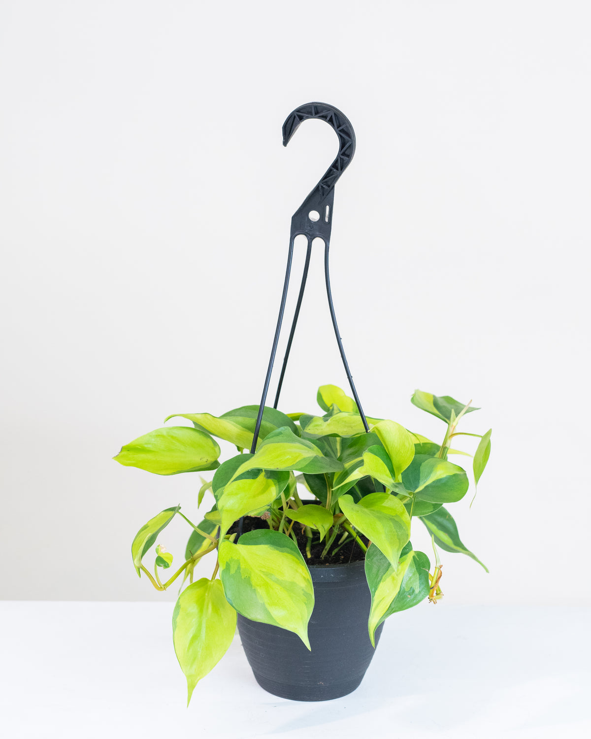 Philodendron « Brazil »