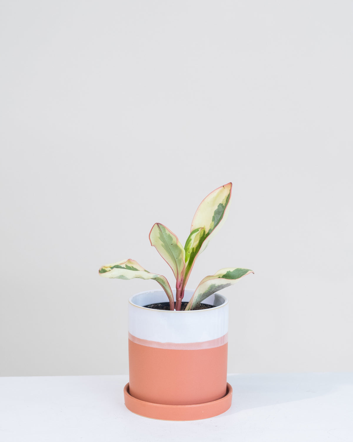 Peperomia « Tricolor » 