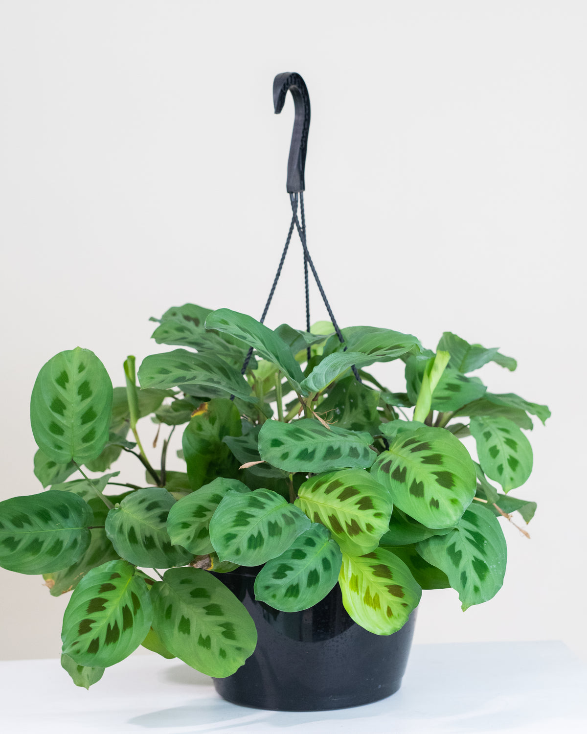 Maranta leuconeura kerchoveana « Vert »