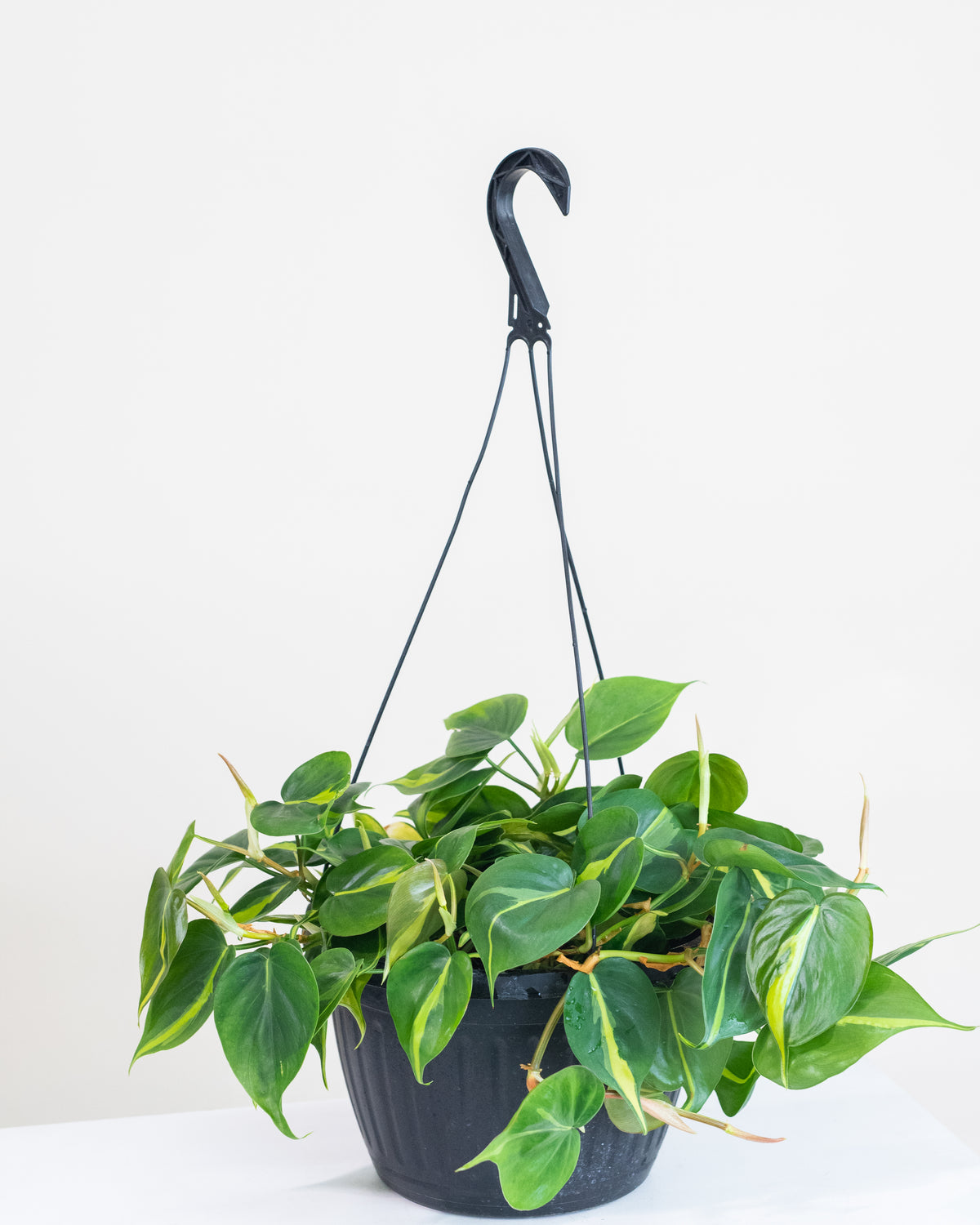 Philodendron « Brazil »