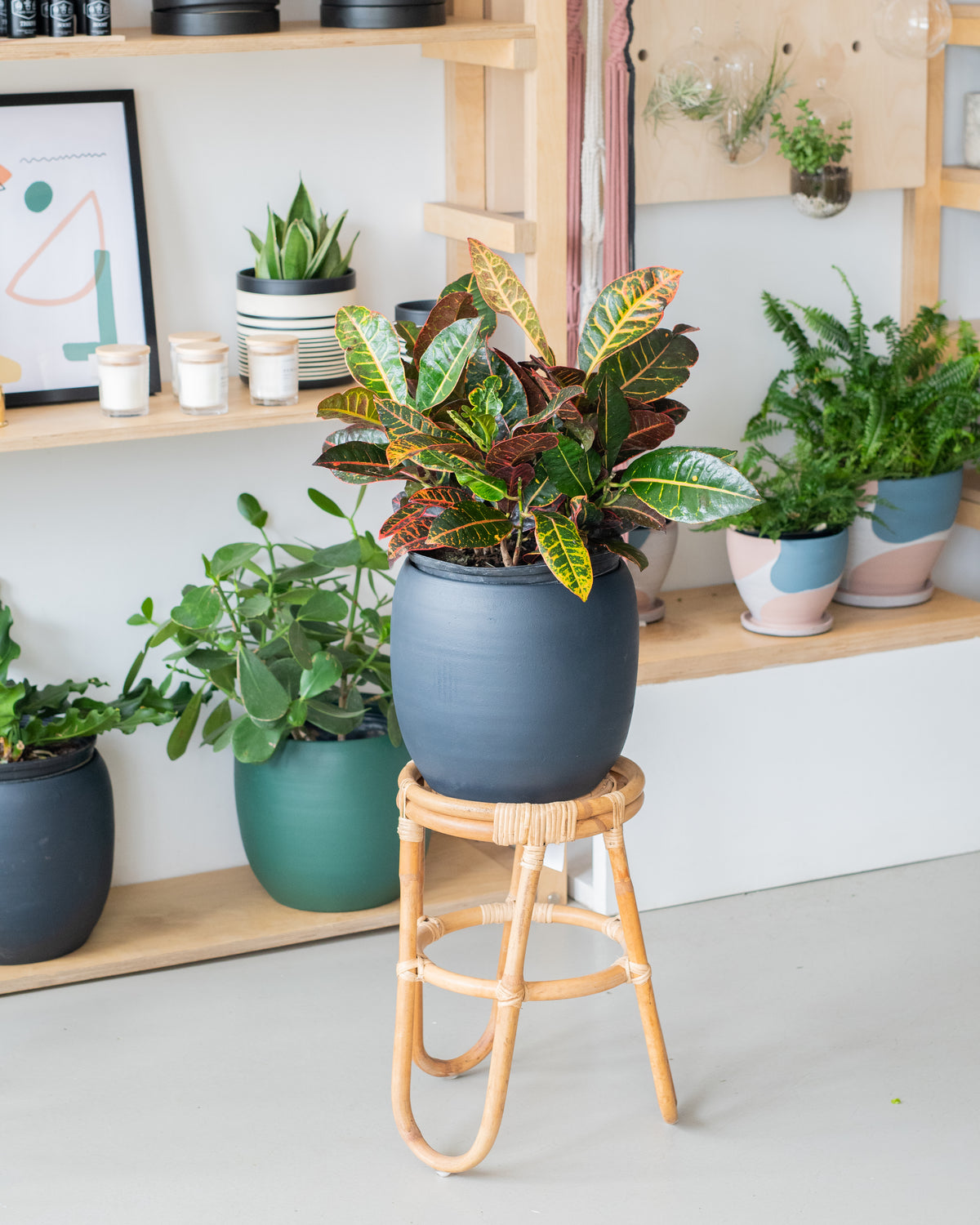 Codiaeum assorties