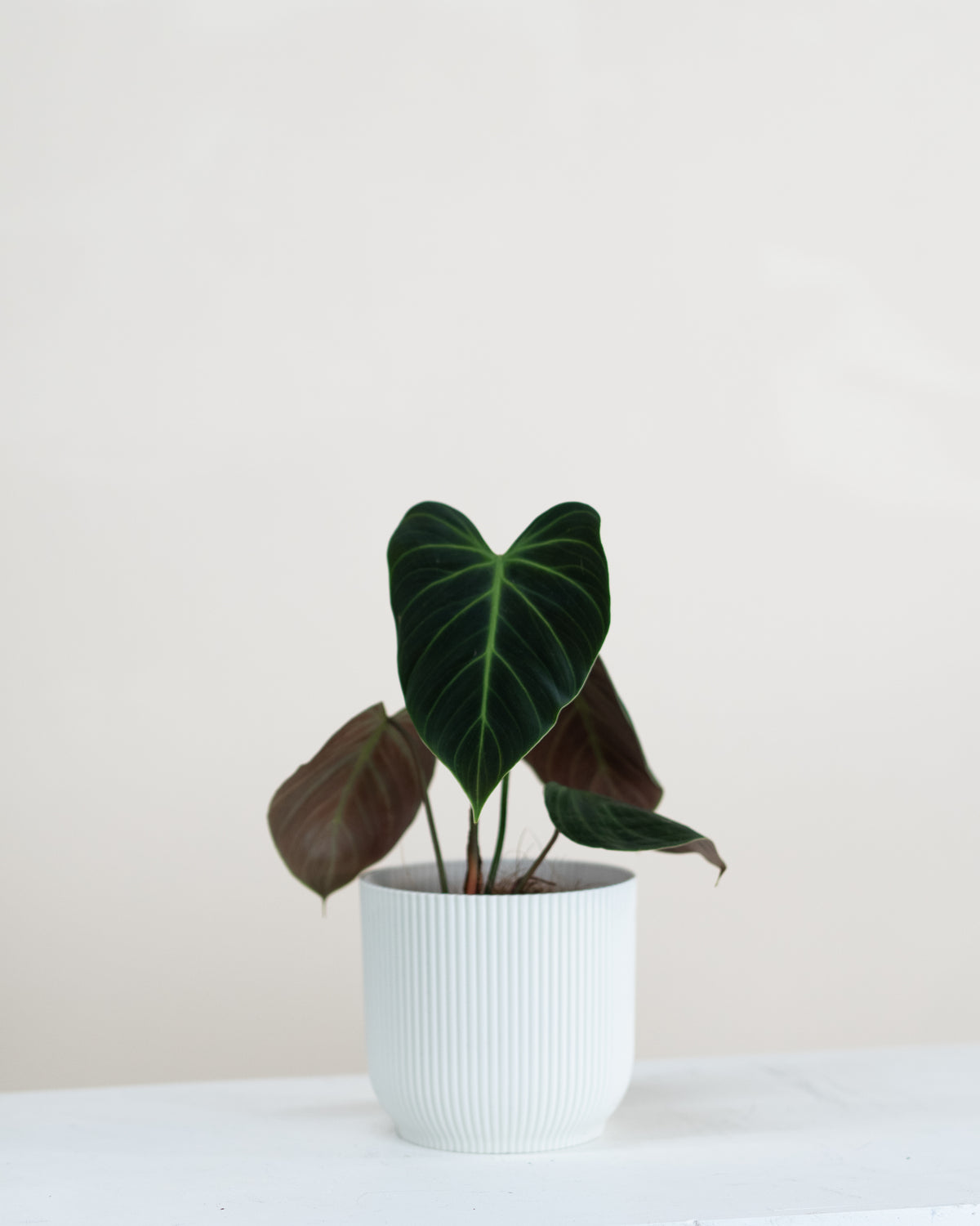 Philodendron sp. «El Choco Red »