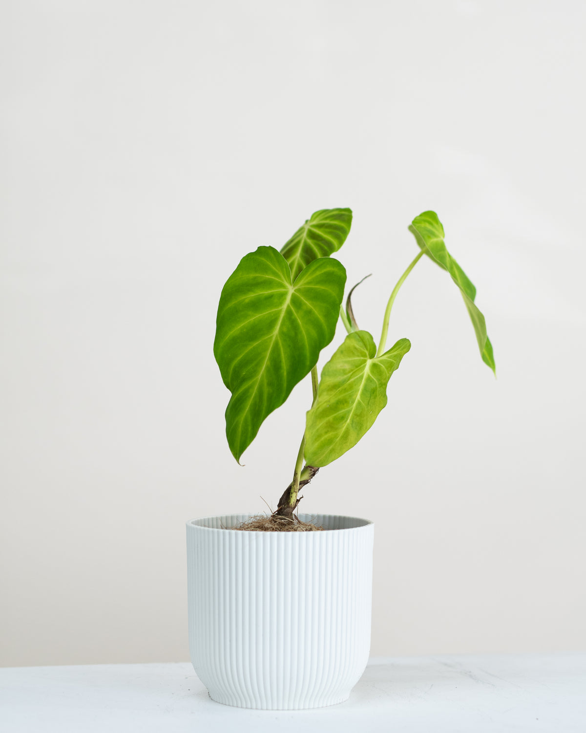 Philodendron verrucosum