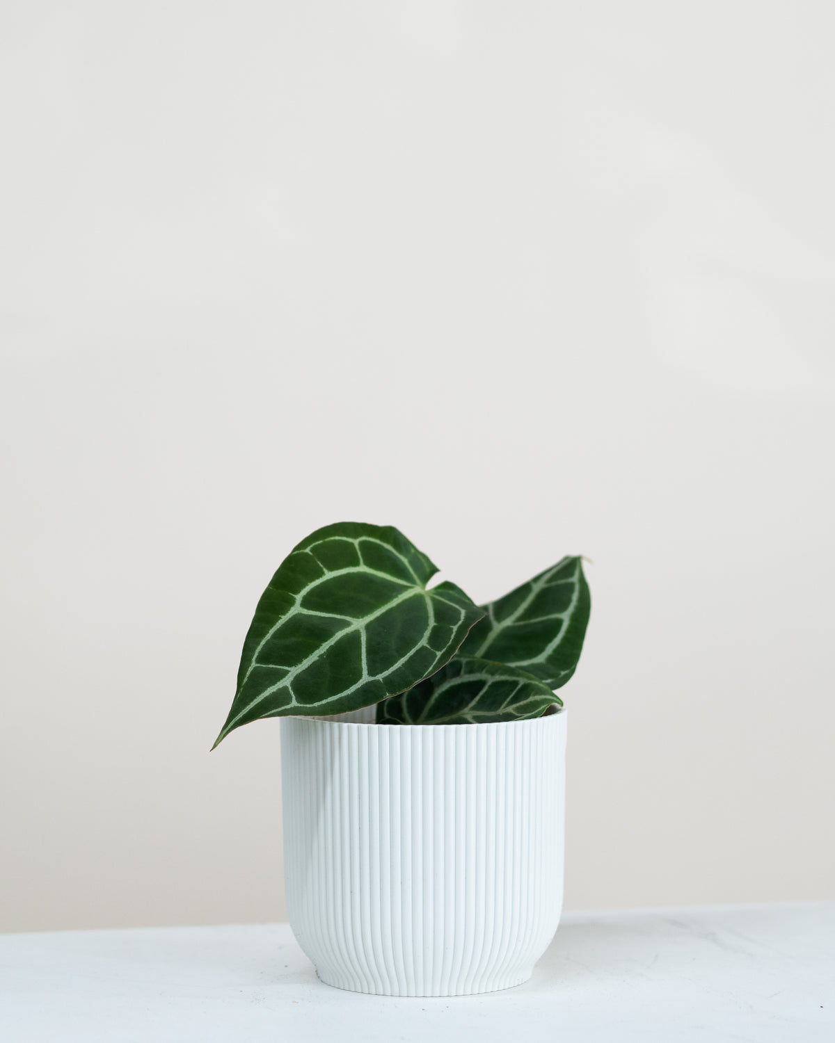 Anthurium crystallinum