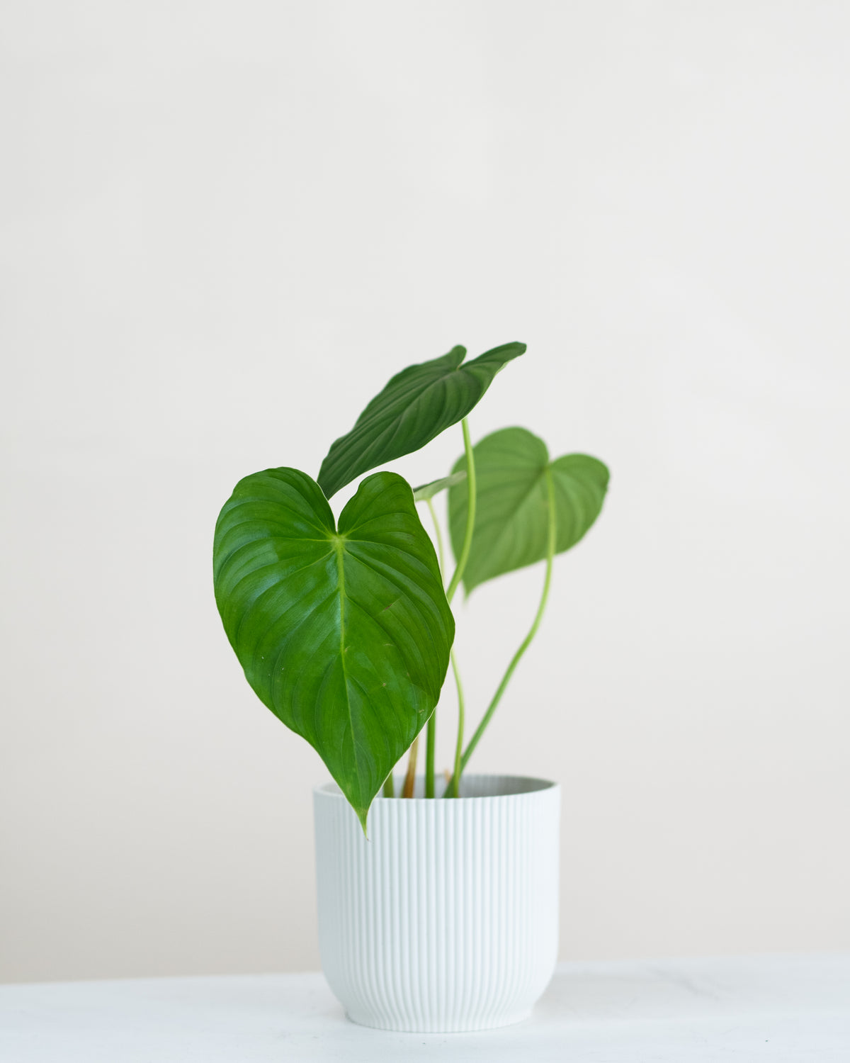 Philodendron pastazanum