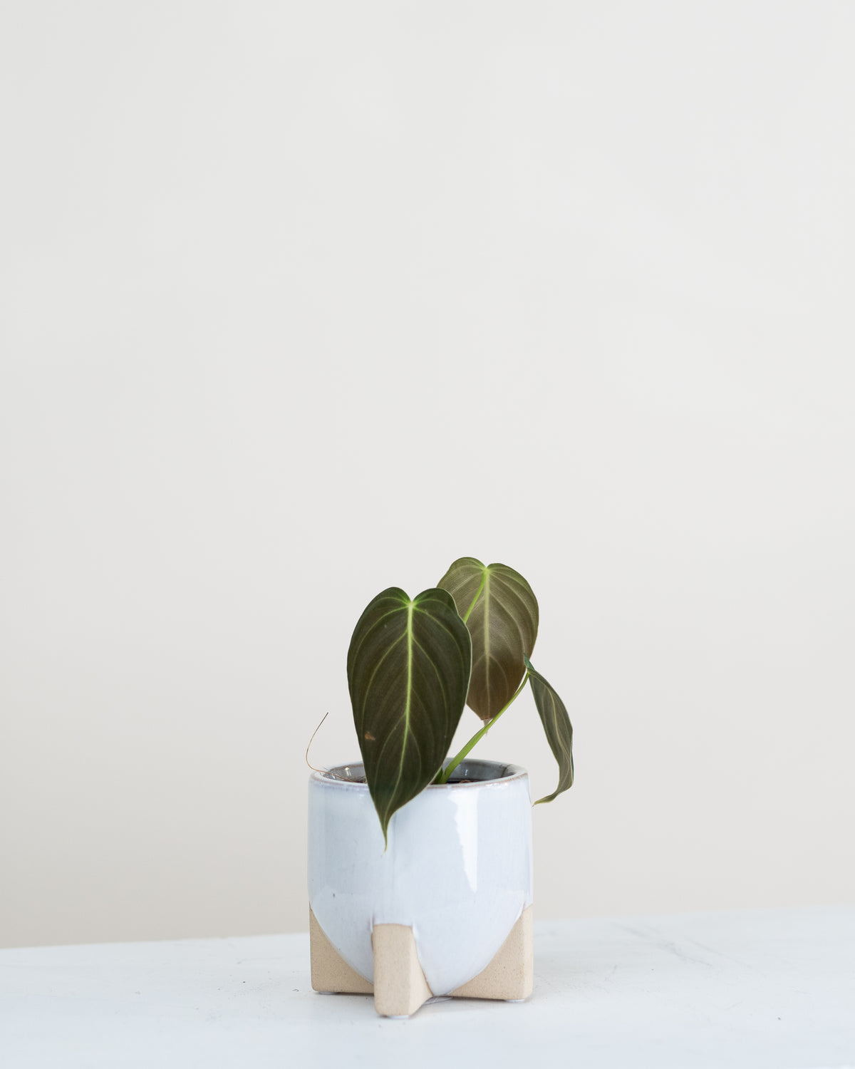 Philodendron melanochrysum