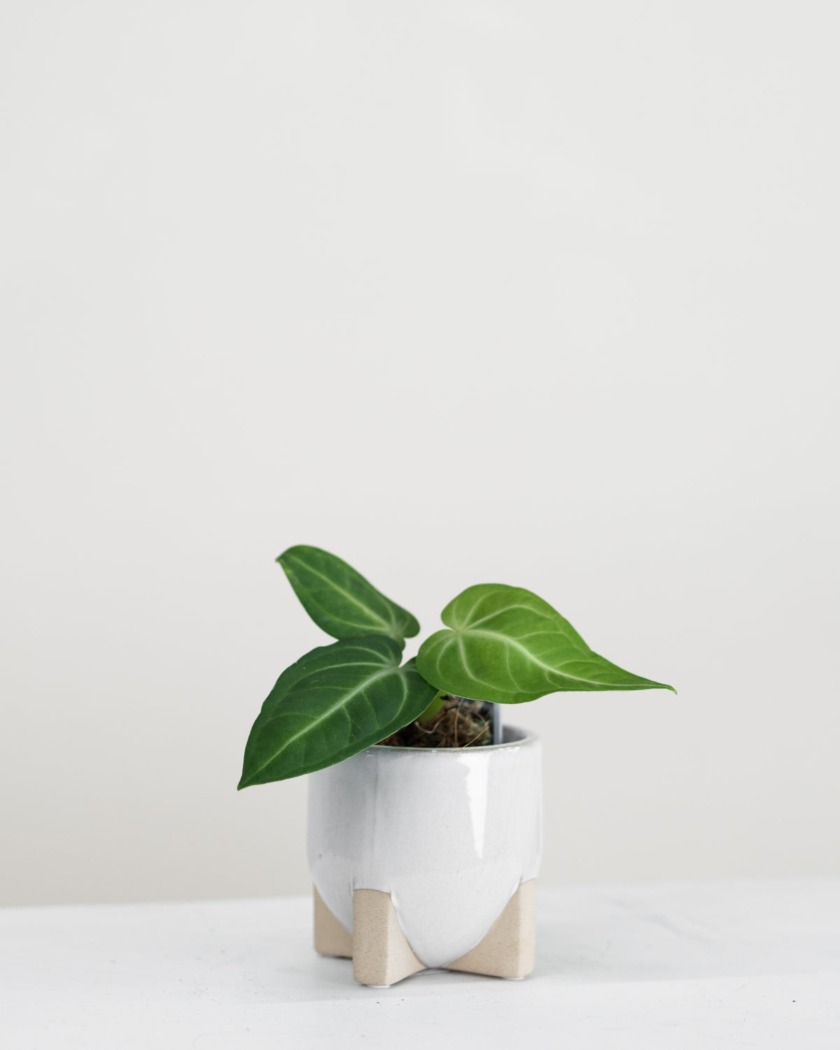 Anthurium villenaorum