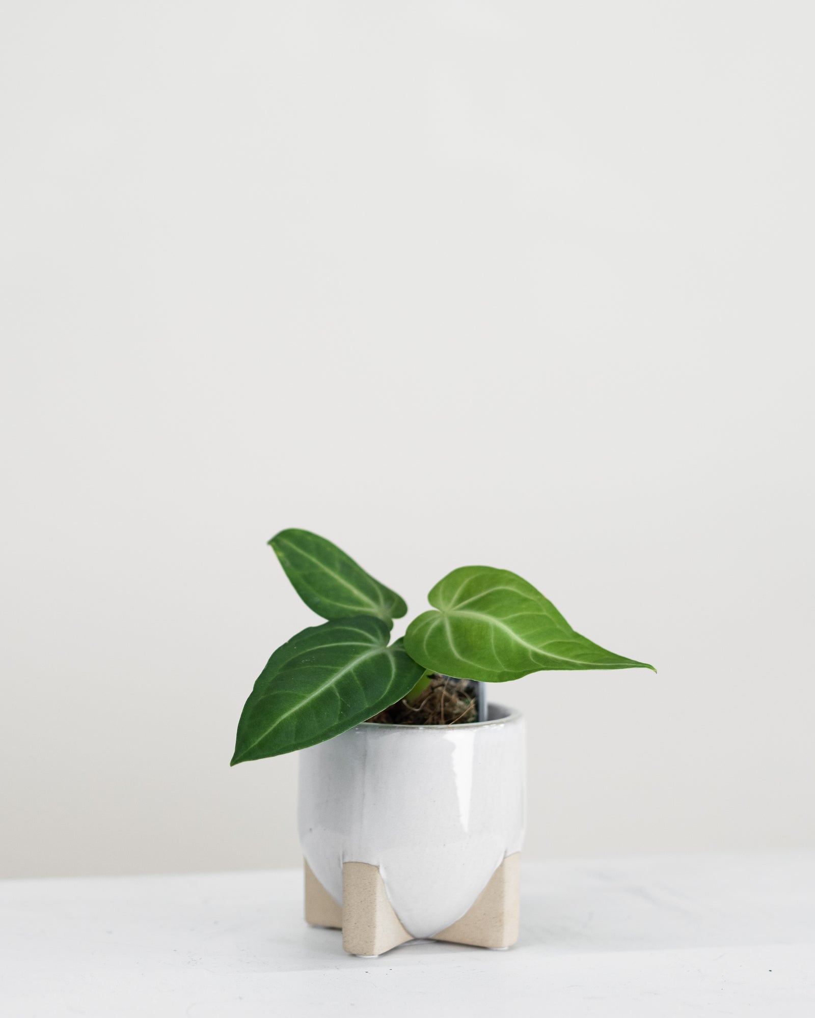 Anthurium villenaorum