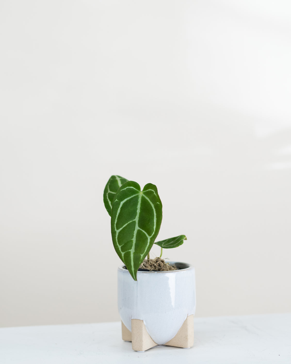 Anthurium crystallinum